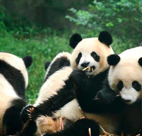 外国人爱大熊猫的N个理由-聘外网